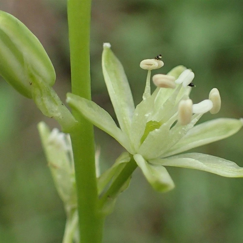Птицемлечник (Ornithogalum): полное руководство по уходу