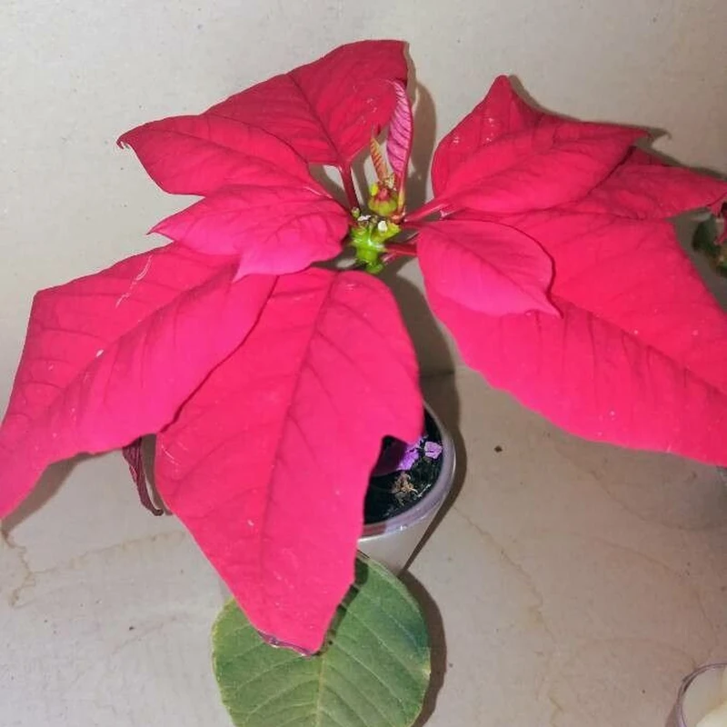 Пуансеттия (Euphorbia pulcherrima): полное руководство по уходу