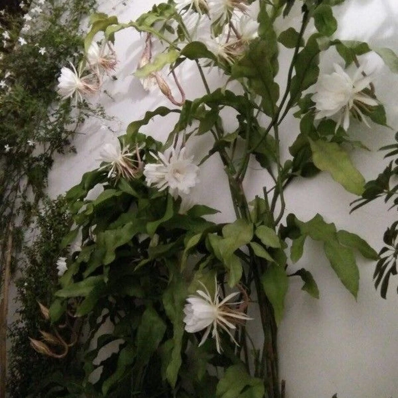 Пьяный кактус (Epiphyllum): полное руководство по уходу