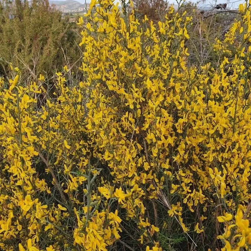 Ракитник (Cytisus): полное руководство по уходу