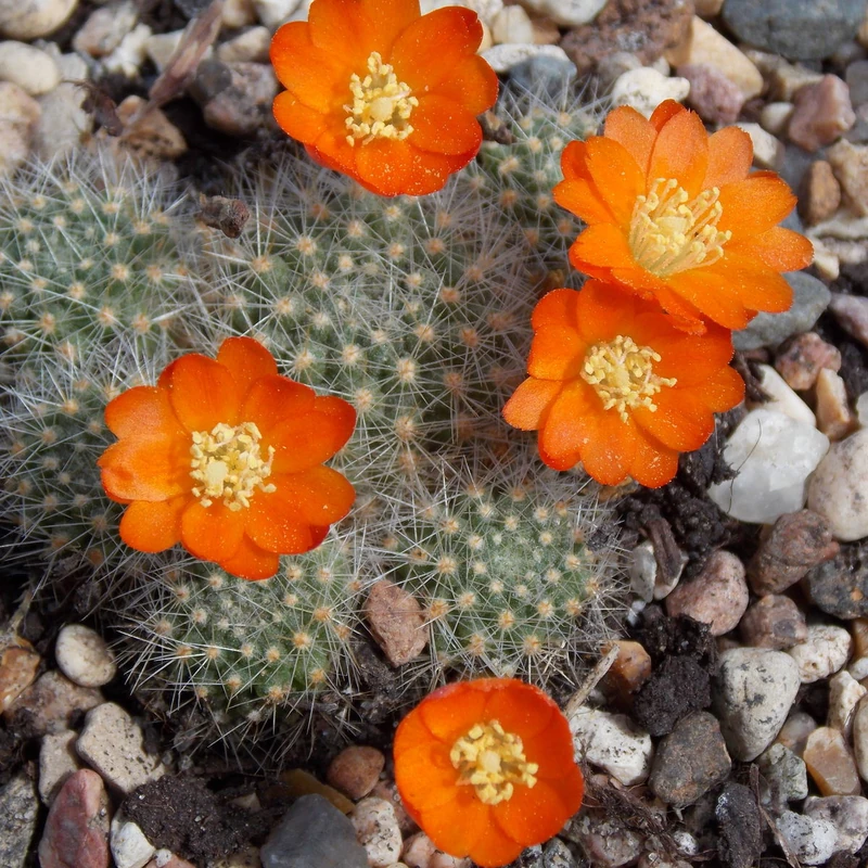 Ребуция (Rebutia): полное руководство по уходу