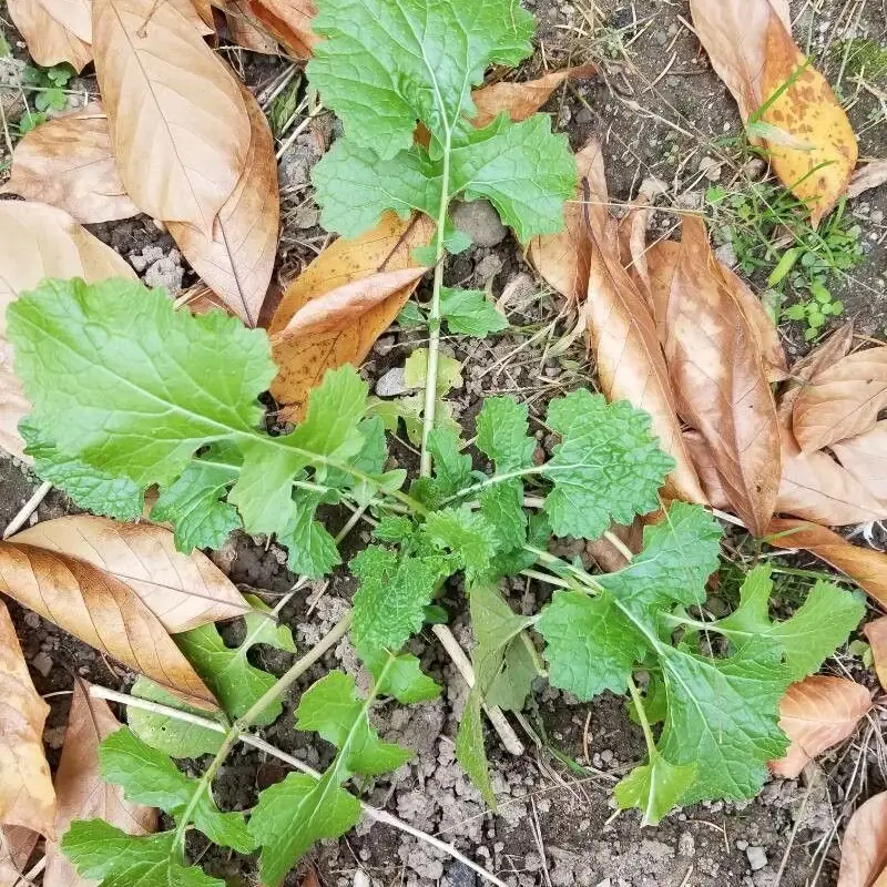 Репа (Brassica rapa): полное руководство по уходу