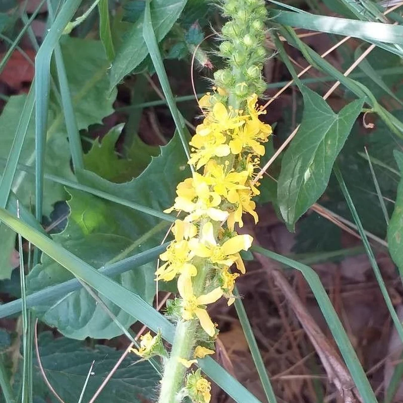 Репешок (Agrimonia): полное руководство по уходу