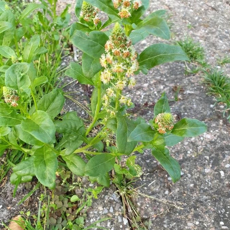 Резеда (Reseda odorata): полное руководство по уходу