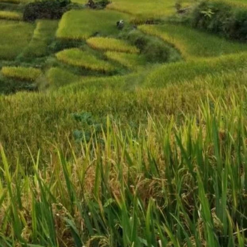 Рис комнатный (Oryza sativa): полное руководство по уходу