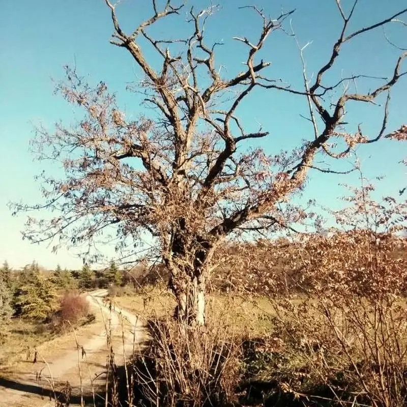 Робиния (Robinia pseudoacacia): полное руководство по уходу