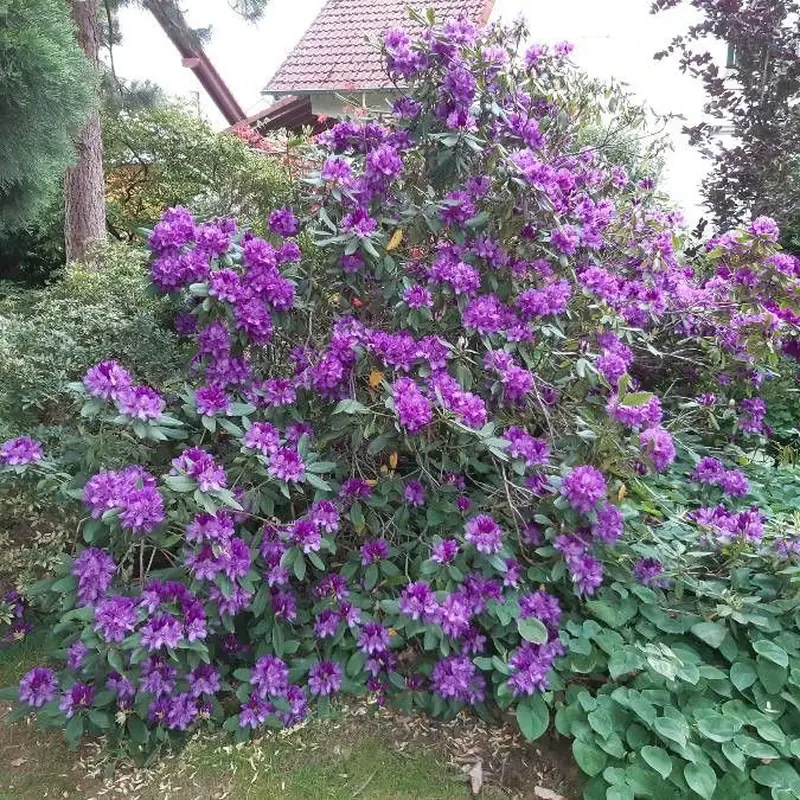 Рододендрон (Rhododendron): полное руководство по уходу