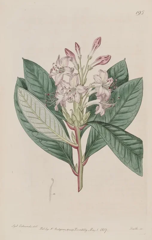 Рододендрон гибридный (Rhododendron hybridum): полное руководство по уходу