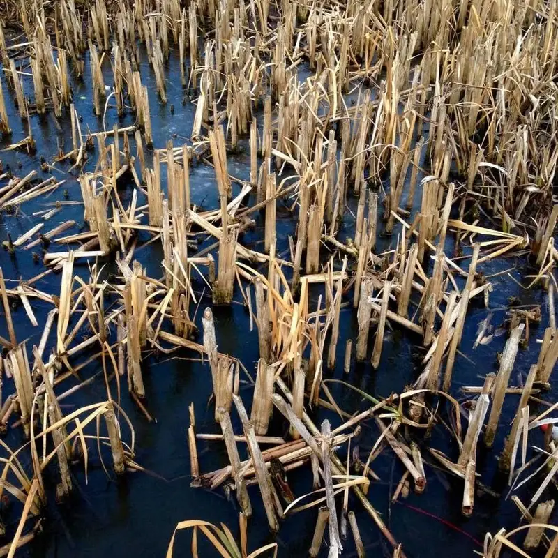 Рогоз (Typha): полное руководство по уходу
