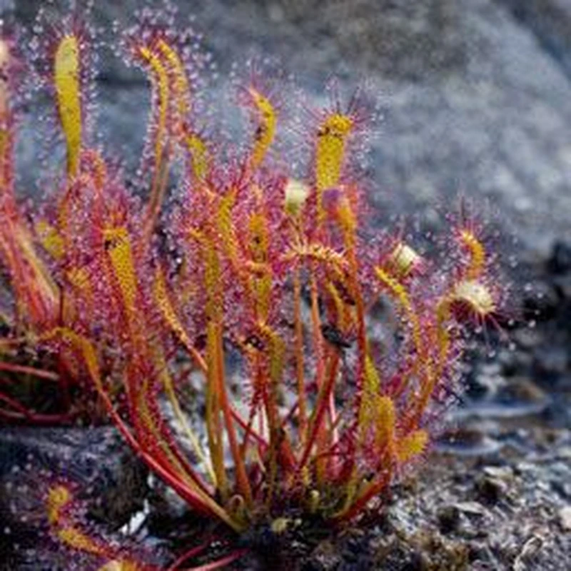 Росянка (Drosera): полное руководство по уходу