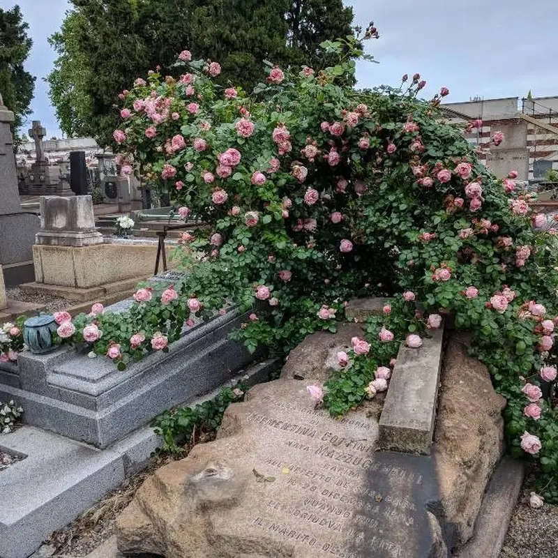 Роза комнатная (Rosa chinensis): полное руководство по уходу
