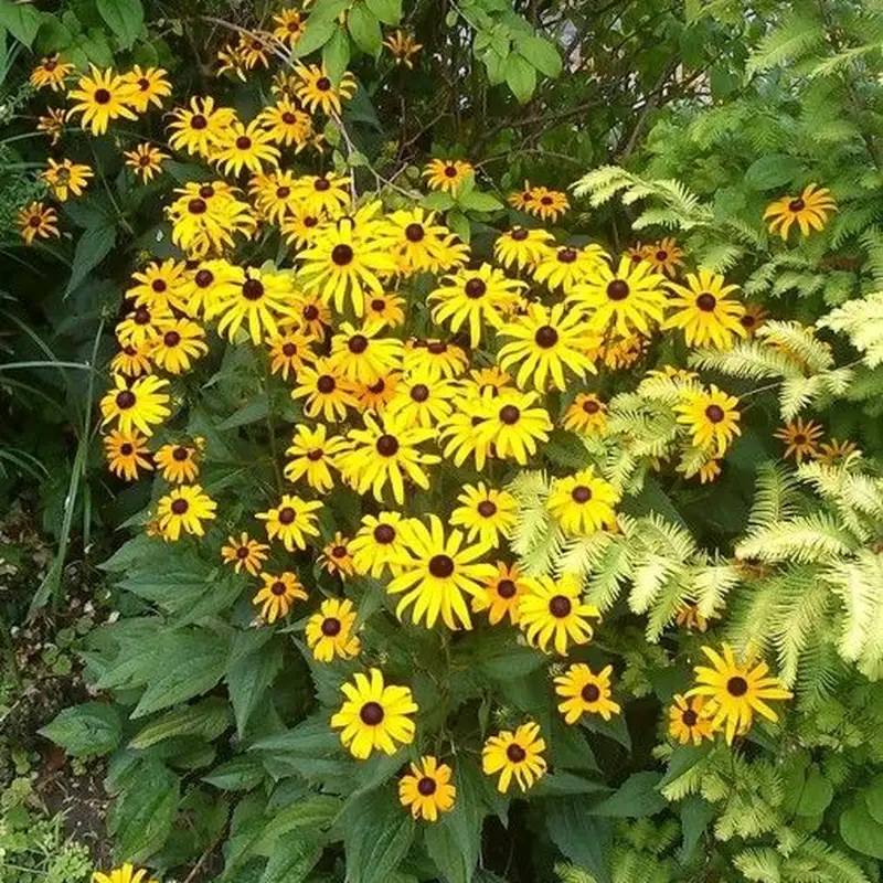 Рудбекия блестящая (Rudbeckia fulgida): полное руководство по уходу