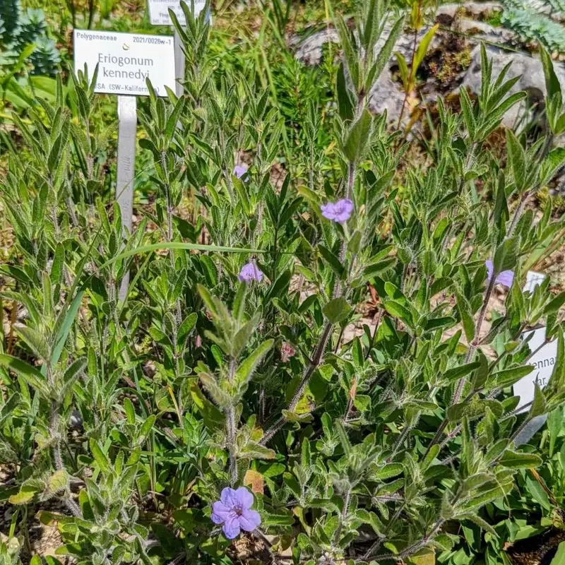 Руэллия (Ruellia): полное руководство по уходу