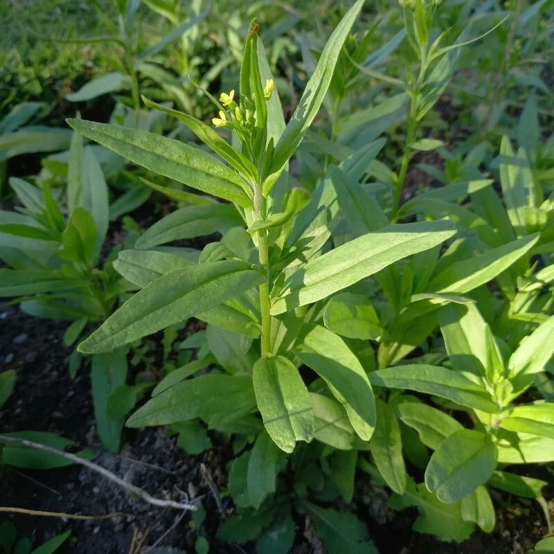 Рыжик (Camelina): полное руководство по уходу