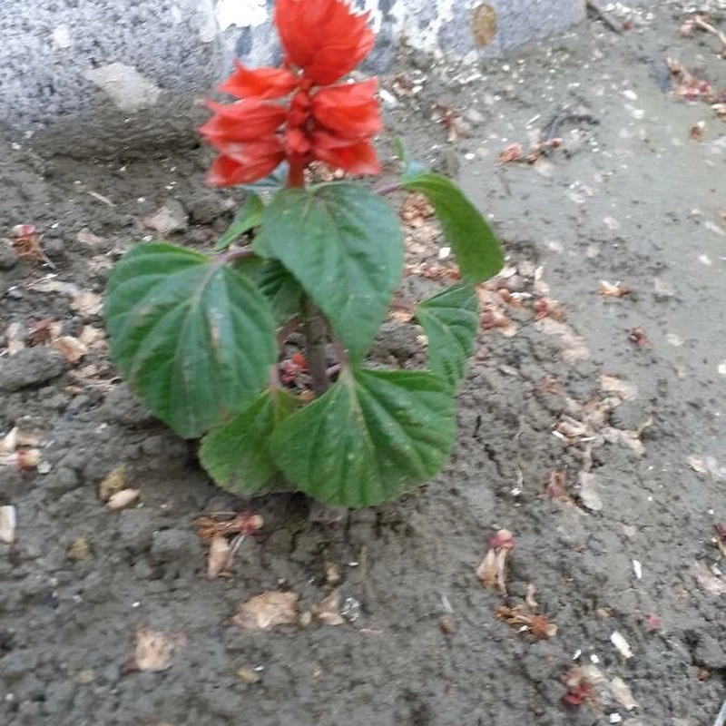 Сальвия (Salvia splendens): полное руководство по уходу