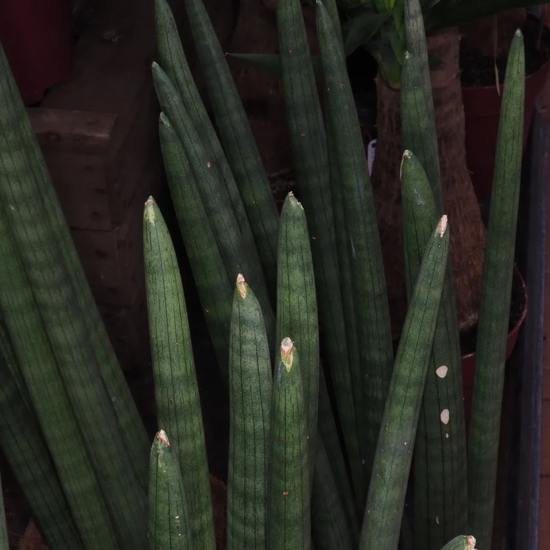 Сансевиерия цилиндрическая (Sansevieria cylindrica): полное руководство по уходу