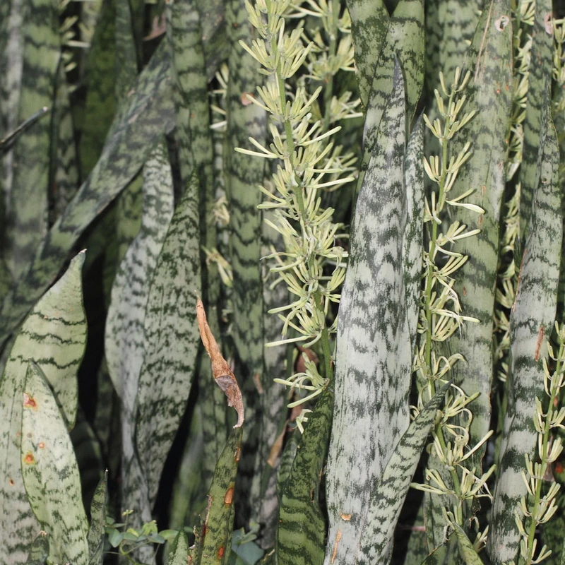 Сансевиерия (Sansevieria trifasciata): полное руководство по уходу