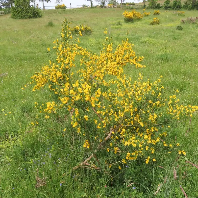 Саротхамнус (Sarothamnus): полное руководство по уходу