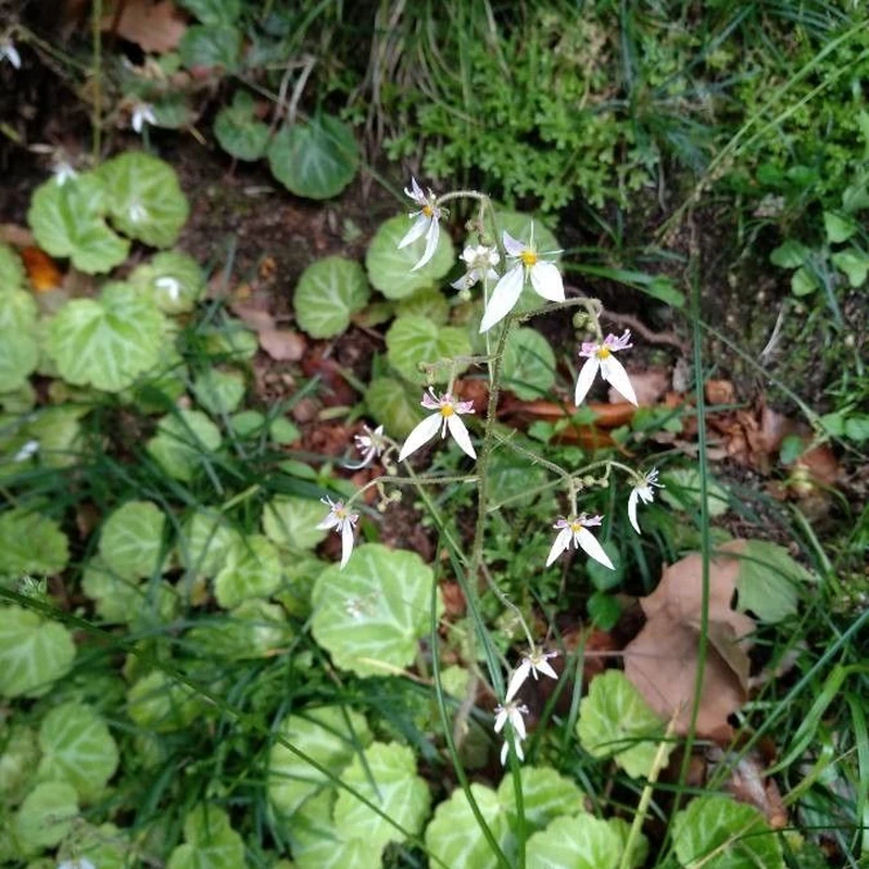 Камнеломка отпрысковая (Saxifraga stolonifera): полное руководство по уходу