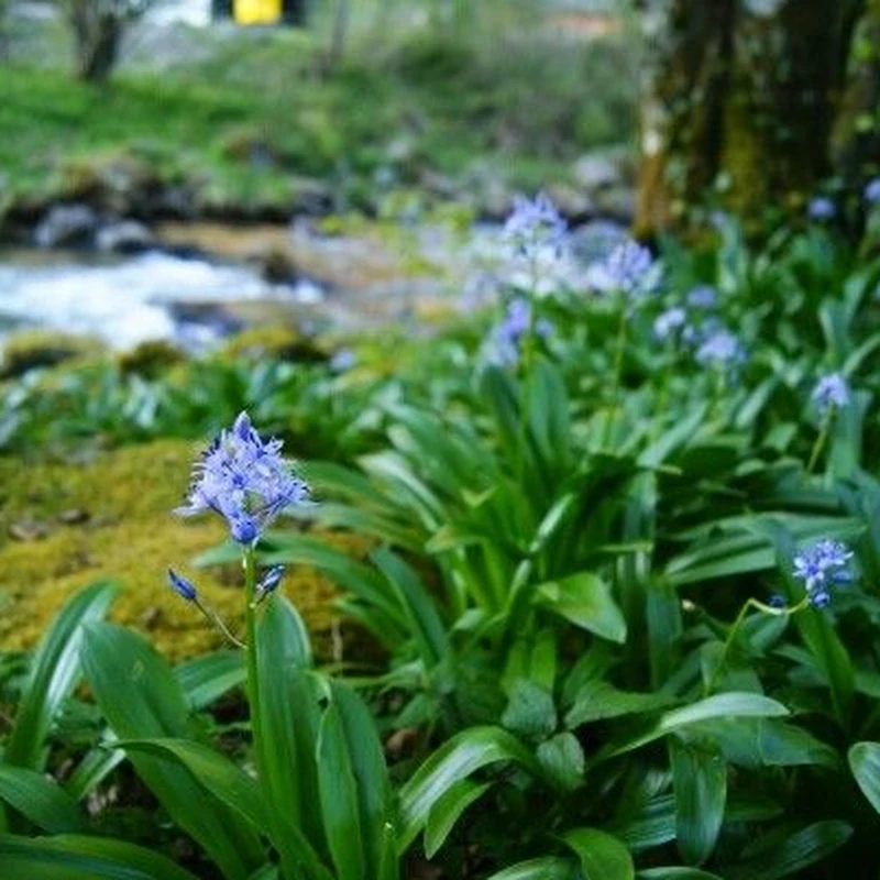 Сцилла (Scilla): полное руководство по уходу