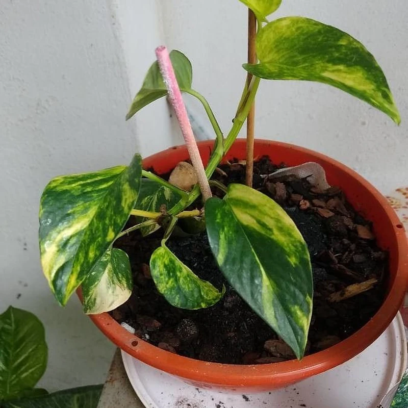 Сциндапсус (Epipremnum aureum): полное руководство по уходу