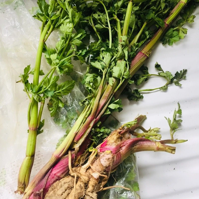 Сельдерей (Apium graveolens): полное руководство по уходу