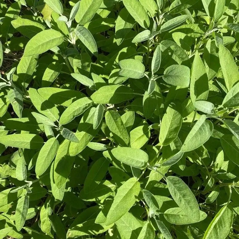 Шалфей (Salvia officinalis): полное руководство по уходу