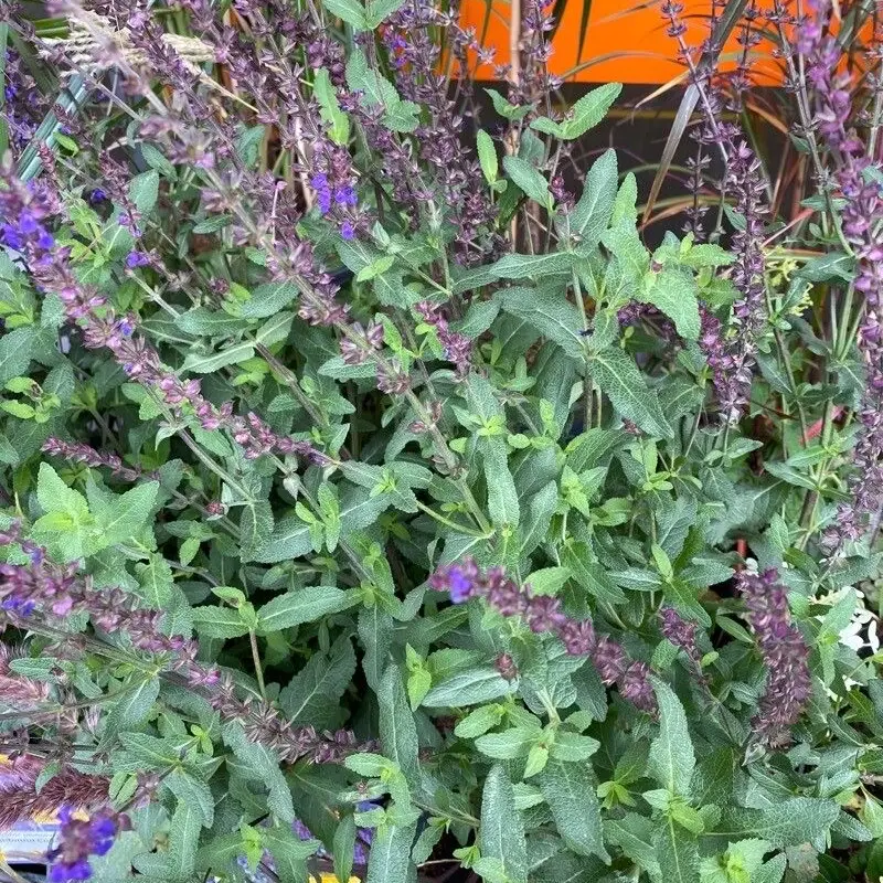 Шалфей дубравный (Salvia nemorosa): полное руководство по уходу