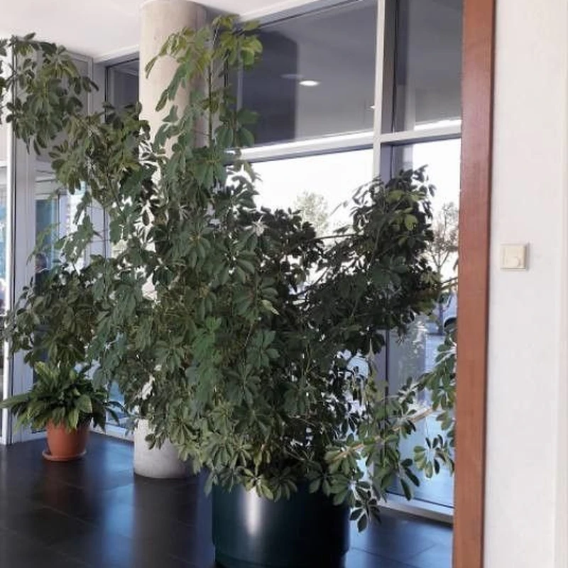 Шеффлера (Schefflera arboricola): полное руководство по уходу