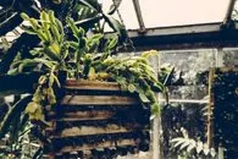 Шлюмбергера Бакли (Schlumbergera buckleyi): полное руководство по уходу