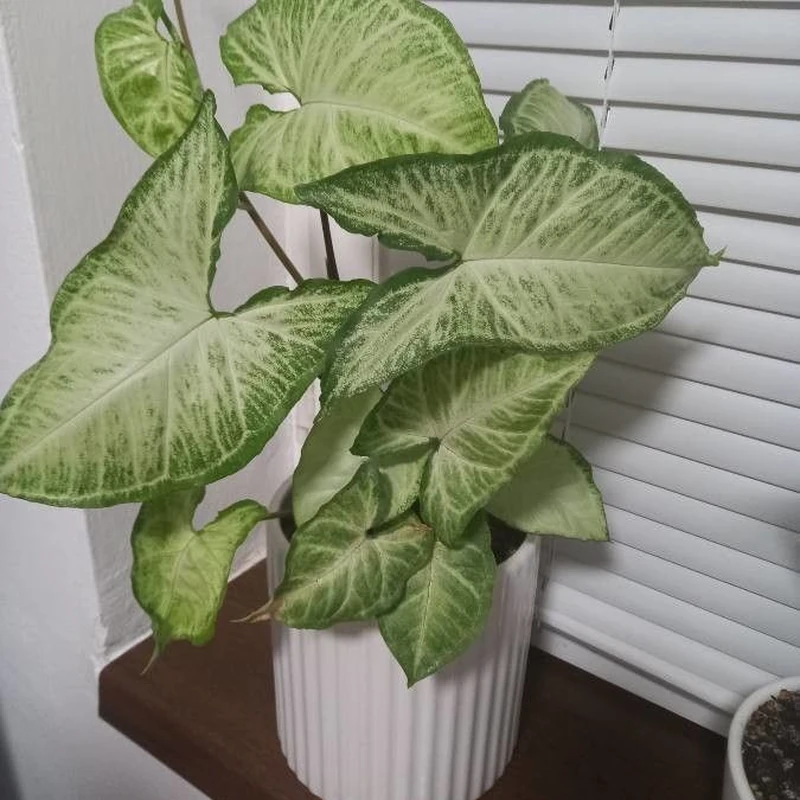 Сингониум (Syngonium podophyllum): полное руководство по уходу