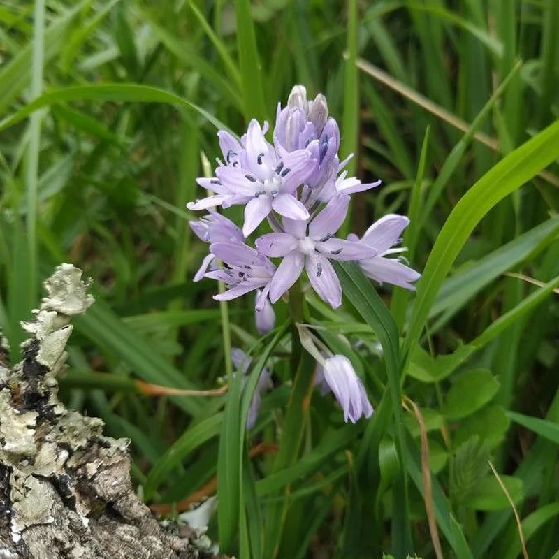Синие колокольчики (Hyacinthus): полное руководство по уходу