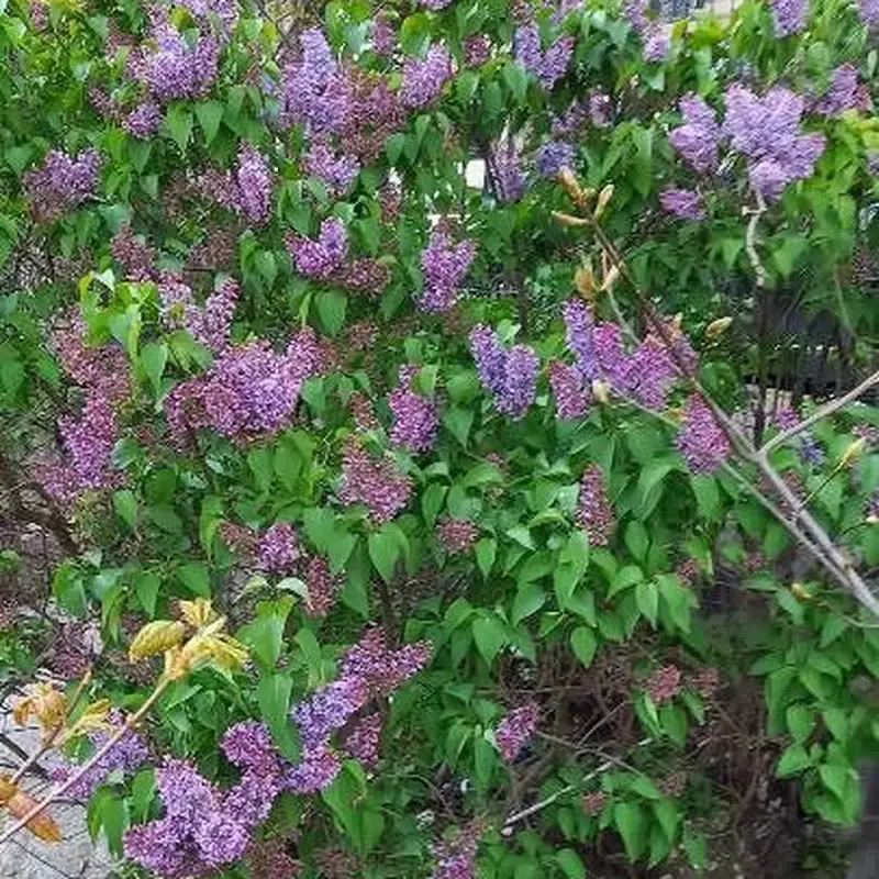 Сирень обыкновенная (Syringa vulgaris): полное руководство по уходу