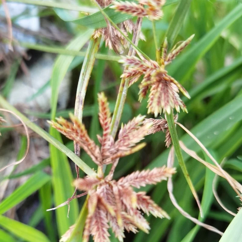 Ситовник (Cyperus): полное руководство по уходу
