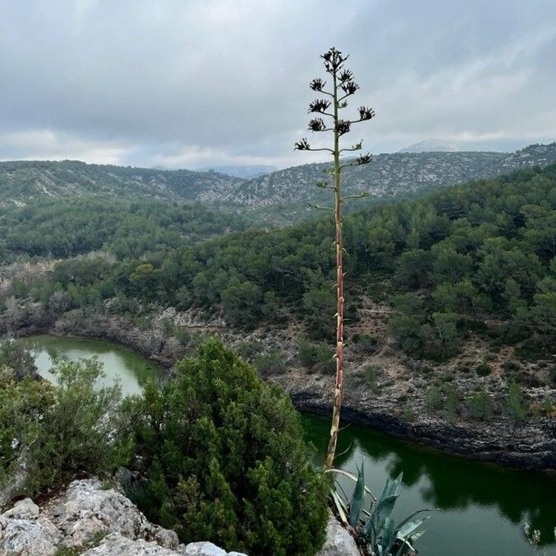 Сизаль (Agave sisalana): полное руководство по уходу