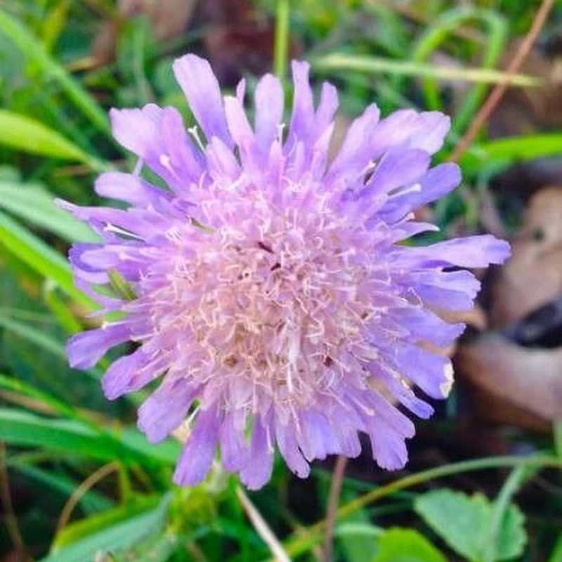 Скабиоза (Scabiosa): полное руководство по уходу