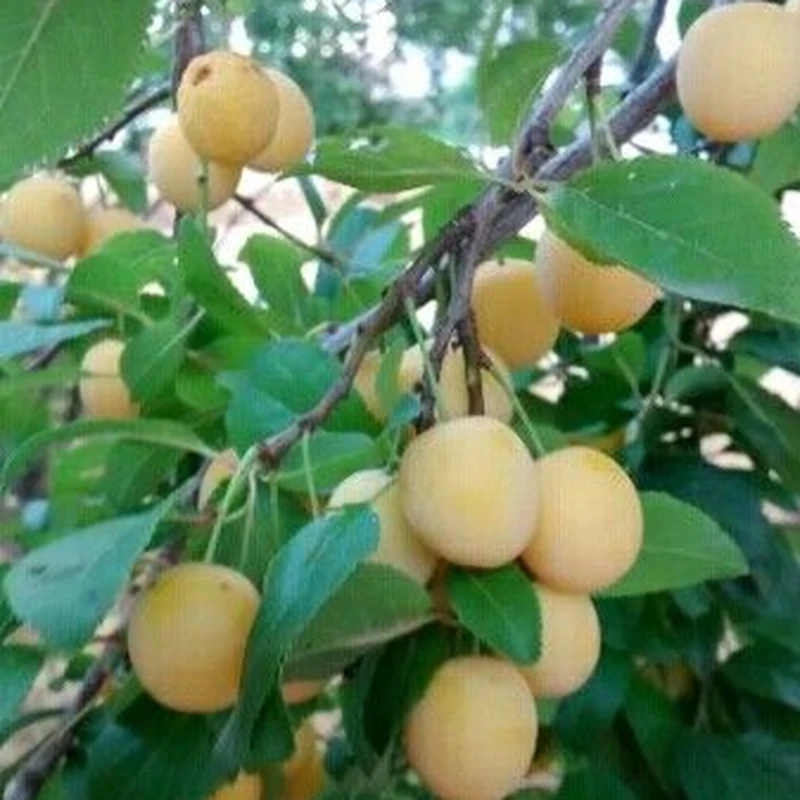 Слива комнатная (Prunus domestica): полное руководство по уходу