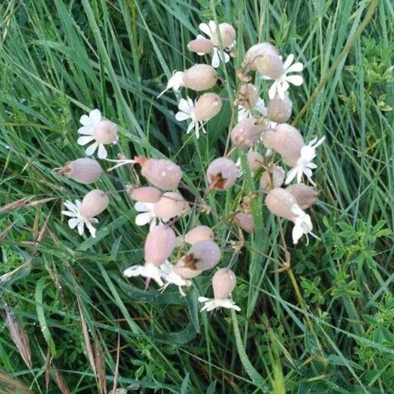 Смолёвка (Silene): полное руководство по уходу