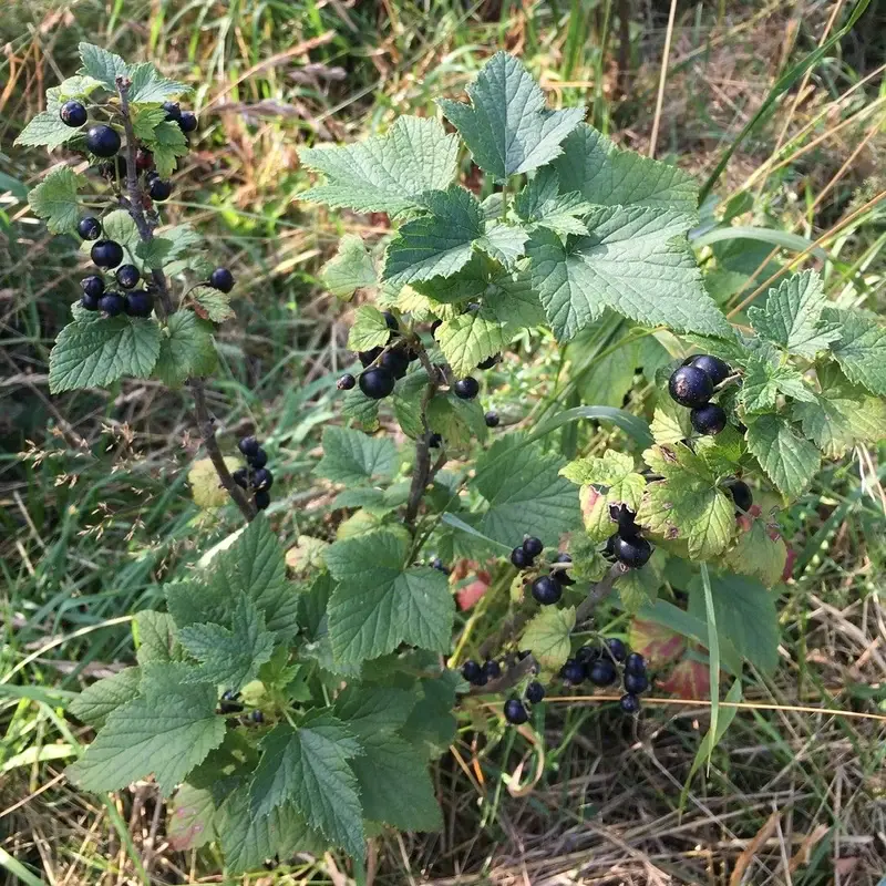 Смородина чёрная (Ribes nigrum): полное руководство по уходу