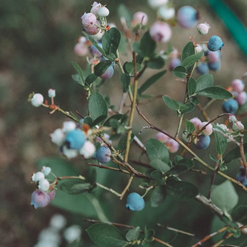 Снежноягодник (Symphoricarpos): полное руководство по уходу