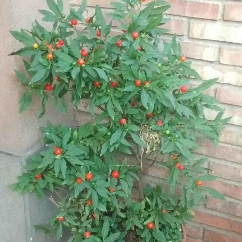 Соланум (Solanum pseudocapsicum): полное руководство по уходу