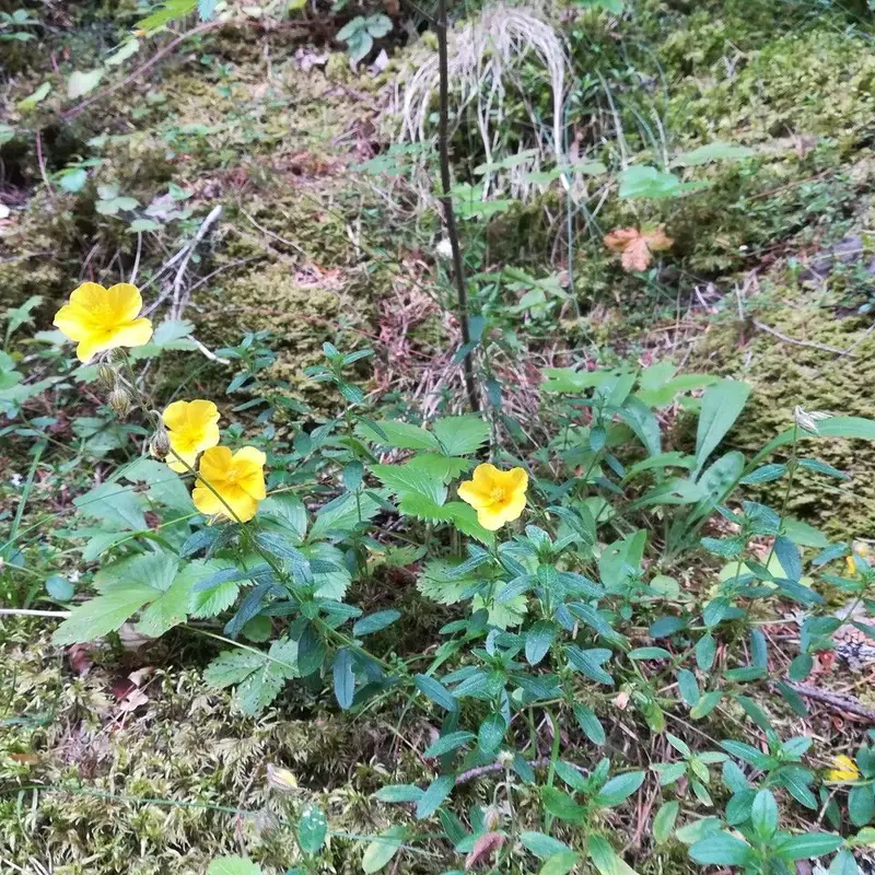 Солнцецвет (Helianthemum): полное руководство по уходу