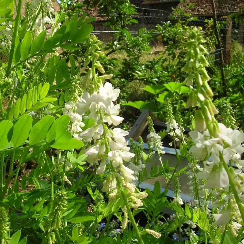 Солодка (Glycyrrhiza glabra): полное руководство по уходу