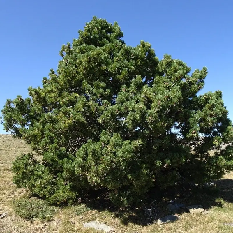 Сосна карликовая (Pinus mugo): полное руководство по уходу