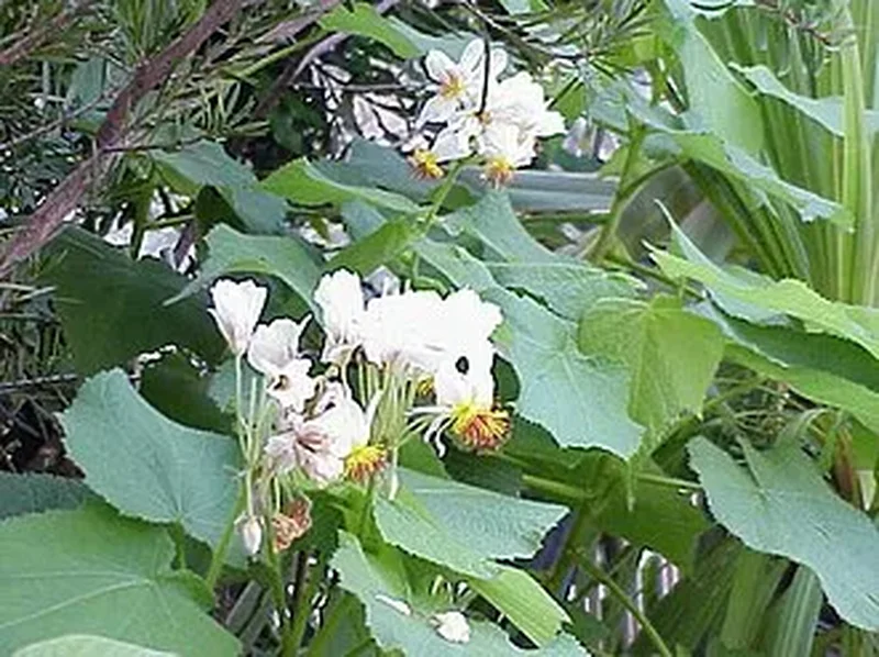 Спармания (Sparmannia africana): полное руководство по уходу