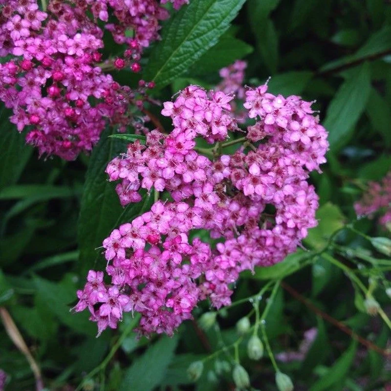 Спирея японская (Spiraea japonica): полное руководство по уходу