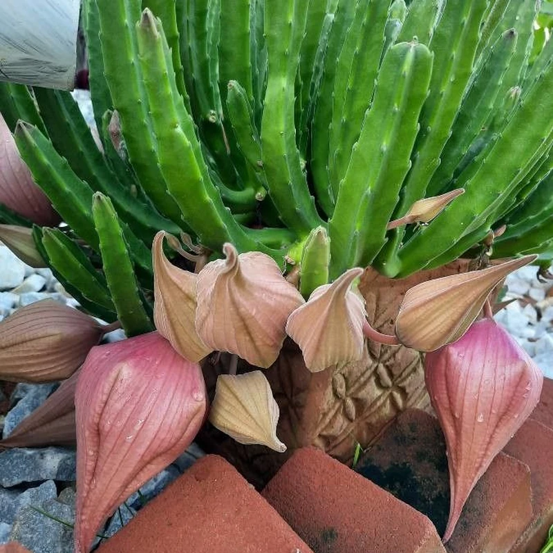 Стапелия (Stapelia): полное руководство по уходу