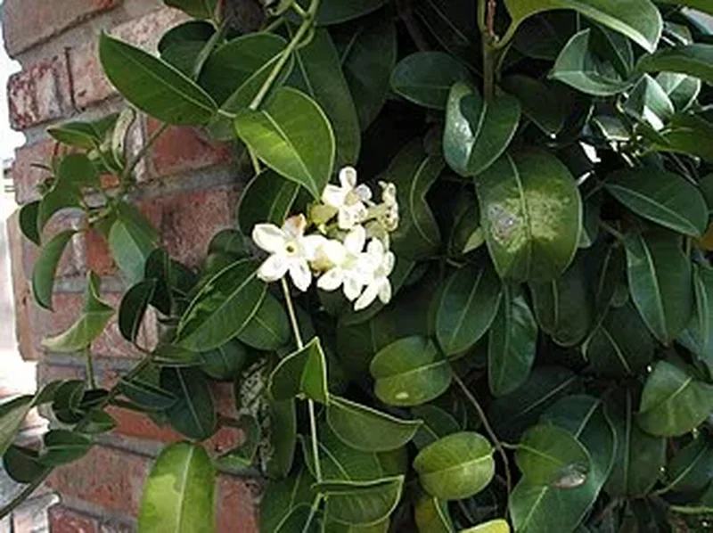 Стефанотис (Stephanotis floribunda): полное руководство по уходу