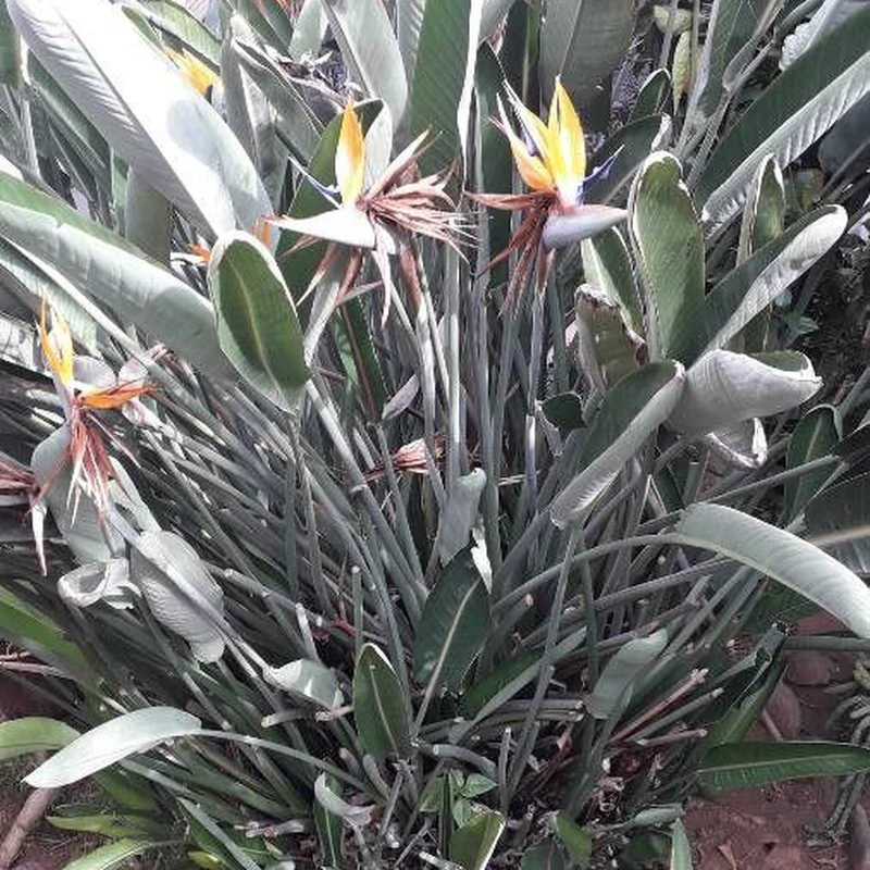 Стрелиция (Strelitzia reginae): полное руководство по уходу