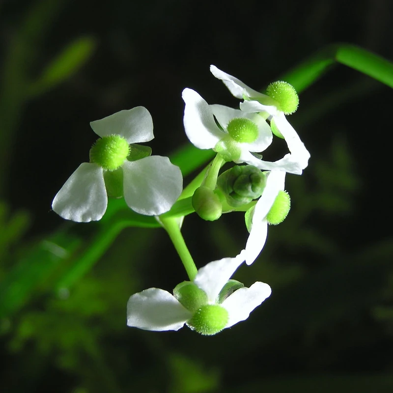 Стрелолист (Sagittaria): полное руководство по уходу